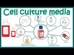Growth factors in animal cell culture. Mammalian Cell Culture Media Youtube