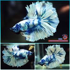 I Ve Been Importing Beautiful Bettas From My Father S Betta Farm In Thailand Because We Could Not Feed Fish Food While Quarantining If Fish Arrived