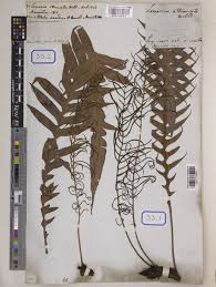 Image result for Blechnum attenuatum