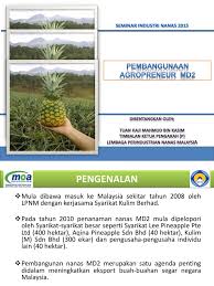 Tenga kerjasenaraikan keperluan tenaga kerja untuk bahagian operasi. Nenas Md2