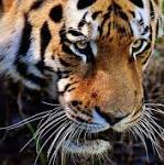 Man-eating tiger shot dead India