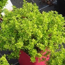 En termes d' arbuste persistant en pot, vous aurez un grand choix de couleurs, feuillages et formes. Berberis Plante D Exterieur Gamm Vert