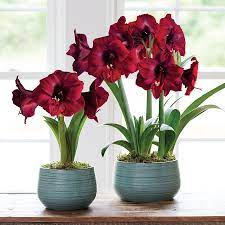 Comfort Joy Amaryllis Amaryllis Holiday Centerpieces Flower Arrangements