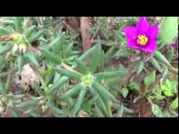 Edible flowers grow in florida. Purslane With Terete Leaves Edible Wild Plant In Florida Identification And Information Youtube