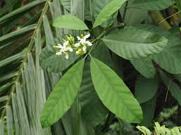 Image result for Voacanga bracteata