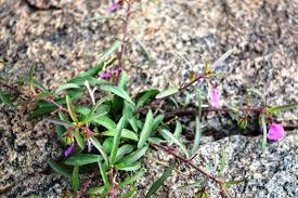 Image result for Afrohybanthus enneaspermus