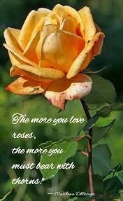 Romantic Rose Quotes 20 Best Rose Love Quotes With Images In 2021 Rose Love Quotes Rose Quotes Love Quotes With Images