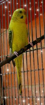 Maple, hickory, and beech are more durable and perform much better than some softer types of wood like mahogany, walnut, or alder. Black Wings Budgies Posts Facebook