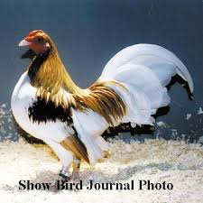 Old English And American Game Bantams Red Pyle Old English Game Bantam Male American Bantam Association Pet Birds Pet Chickens Fancy Chickens