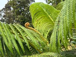 Image result for Olax aschersoniana