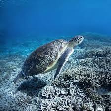 Sea Turtle Turtle Habitat Sea Turtle Turtle Love