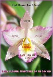 Orchid Care Tips Orchid Care Flower Structure Orchid Plants