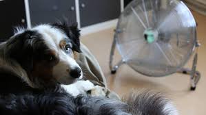 A1 kennt in deutschland geläufige einrichtungsgegenstände und kann sie benennen. Hund Abkuhlen In Der Wohnung Tipps Und Tricks Fur Die Sommerhitze Bunte De