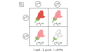 Maybe you would like to learn more about one of these? Incomplete Dominance Codominance Multiple Alleles Article Khan Academy