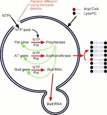 Diffusion of solvent particles across a semipermeable membrane? Membrane Self Assembly Processes Steps Toward The First Cellular Life Monnard 2002 The Anatomical Record Wiley Online Library