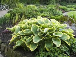 Bäume unterpflanzen im schatten von gehölzen gartenflora. Schattenstauden 12 Beliebte Pflanzen Vorgestellt
