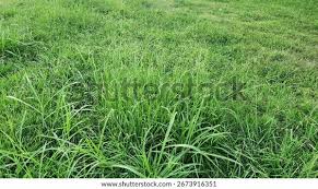 Image result for Panicum coloratum