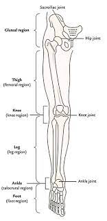 Part that is above another part or is closer to the head; Easy Notes On Lower Limb Learn In Just 4 Minutes Earth S Lab