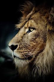 Stunning Lion The Lighting Enhances The Beautiful Mane Of This Ferocious Feline Wild Animals Photos Cute Animals Animals