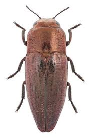 At deboer pest control in la crosse, wi, we'll get to the root of the problem and help prevent future problems. Sphenoptera Antiqua Illiger 1803 Beetle Insect Pictures Of Insects Beautiful Bugs