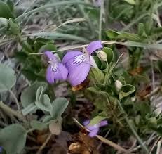 Image result for Justicia phyllostachys