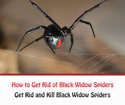 Will vinegar kill spider egg sacs? Black Widow Spiders How To Get Rid Of Female Black Widows Naturally Getridofallthings Com