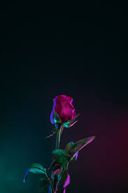 aesthetic rose wallpapers top free