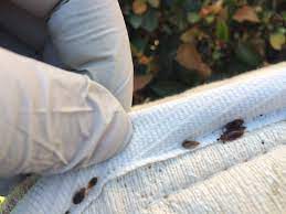 bedbugs at edge of mattress seam bed bugs treatment mattress