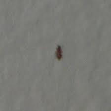 tiny brownish red bugs in kitchen