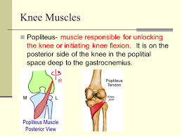 A knee dislocation is a serious injury in which the thigh and shin bones are separated, often by a high impact treatment almost always involves surgery. Hip Quiz Which Muscle Has Orign At Posterior Sacrum And Illium And Inserts Just Distal To The Greater Trochanter The Gluteus Medius Is A Prime Mover In Ppt Video Online Download