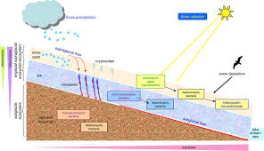 Taxonomic And Functional Characterization Of A Microbial