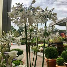 Lily Of Nile Is A Native To South Africa Genus Name Comes From The Greek Words Agape Meaning Love And Anthos Meaning Flower Specific Greek Words Agape Plants