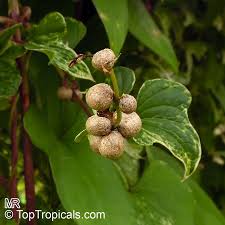 Image result for Polystachya laurentii