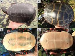 Maybe you would like to learn more about one of these? Midland And Eastern Painted Turtle Chrysemys Picta Marginata Cosewic Assessment And Status Report 2018 Canada Ca