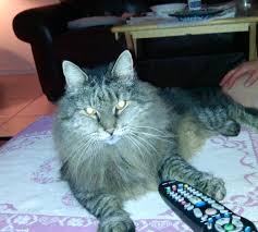 What's on animal planet tonight. Looks Like Animal Planet Tonight Imgur