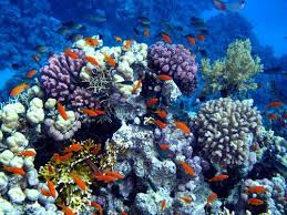 Panama Marine Life Coral Reefs Marine Life Ocean Creatures Coral Reef