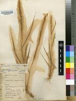 Image result for Eragrostis arenicola