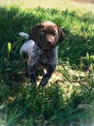 We did not find results for: German Shorthaired Pointer For Sale California