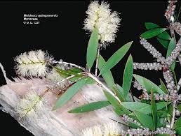 Image result for Melaleuca leucadendron