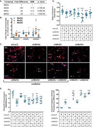 Polyethylene glycol (peg) can be used to mimic osmotic stress in plant tissue cultures to study mechanisms of tolerance. Antagonistic Regulation Of Cell Cycle And Differentiation Gene Programs In Neonatal Cardiomyocytes By Homologous Mef2 Transcription Factors Journal Of Biological Chemistry