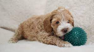 Healthy in mind and body, dna checked parents, social, hypallergenic and low/no shedding. Cockapoo Puppies For Sale Springfield Ma 304105