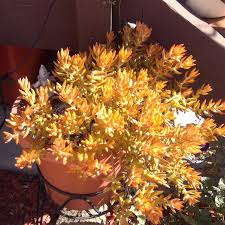 Image result for Light Coppertone 1983 Fedders