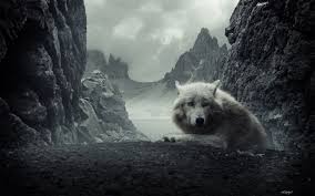 We did not find results for: Hd Wolf Wallpapers Top Free Hd Wolf Backgrounds Wallpaperaccess