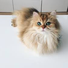 instagram gatinhos fofos gatinhos adoraveis fotos de animais fofos