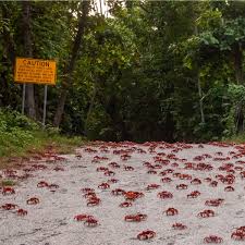 It is a beautiful island covered in mountainous rain forests and full of beautiful greenery. Red Crab Migration Christmas Island National Park