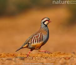 Image result for Alectoris rufa