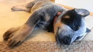 Don't forget about meeting other species, too. 8 Week Old Blue Heeler Puppy Is Dreaming Youtube
