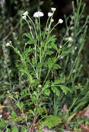 Image result for Parthenium