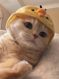 Animals On Twitter In 2020 Cute Baby Cats Cute Cats Cute Animals