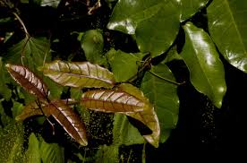 Image result for Dictyophleba lucida